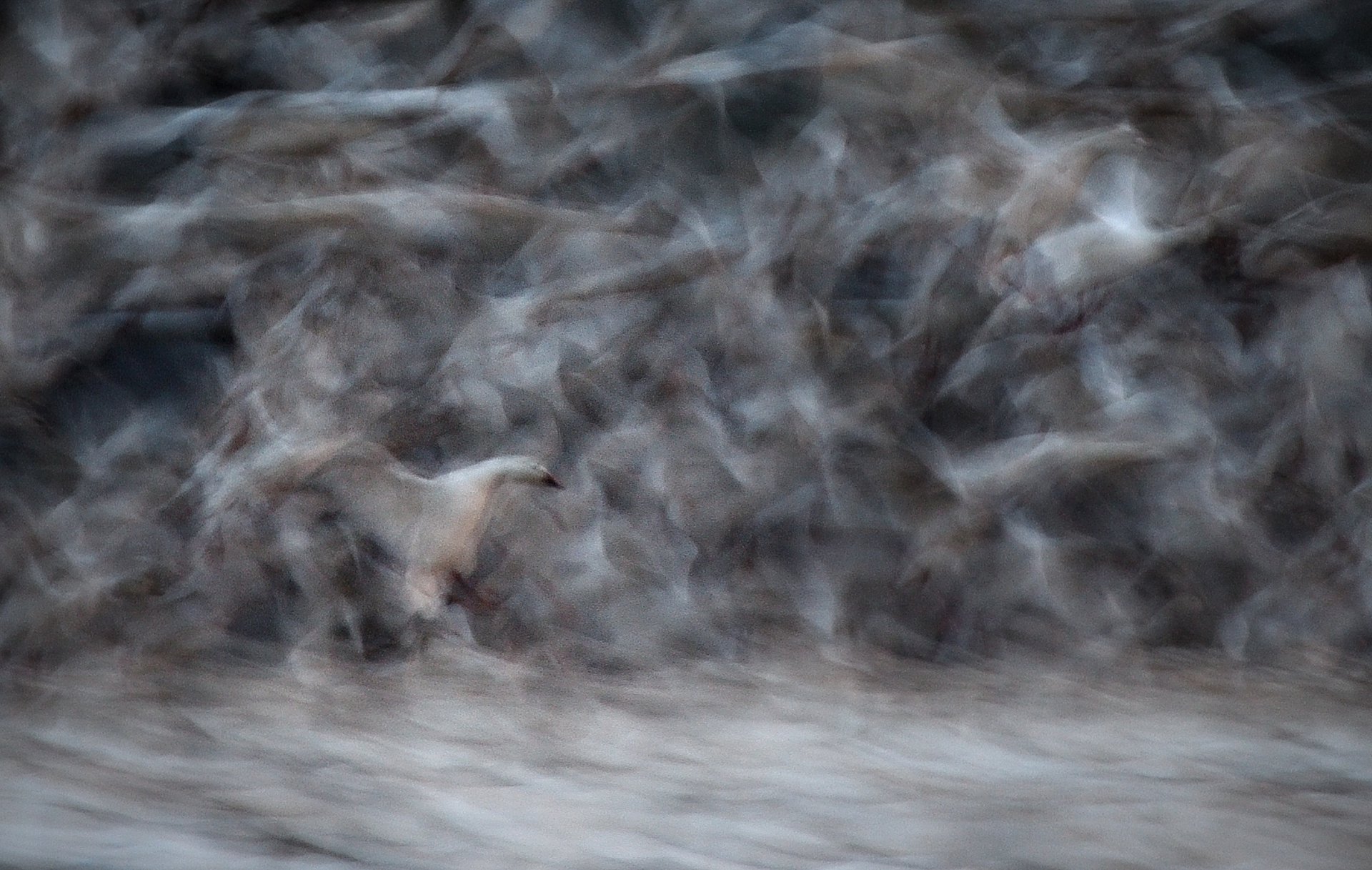 Snow Goose